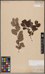 Foto von Salix aurita L.
